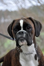 Ivory von den Busch Ivory von den Busch