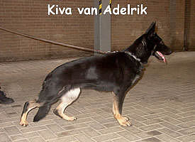 Kiva van Adelrik Kiva van Adelrik
