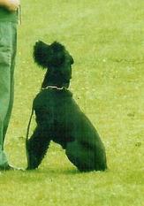 Trixi vom Lindelbrunn Trixi vom Lindelbrunn