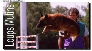 Bamouk des Loups Mutins Bamouk des Loups Mutins