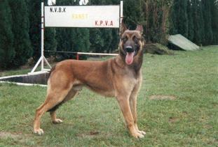 Rambo van't Muizenbos Rambo van't Muizenbos