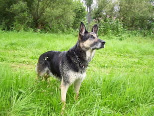 Ira vom Grenzgänger Ira vom Grenzgänger