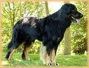 Attila ex Canis Lupus