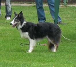 Collin von der Schellenwiese Collin von der Schellenwiese