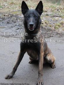 Yaco der Treuen Gesellen Yaco der Treuen Gesellen