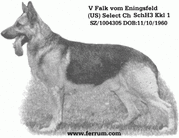Falk vom Eningsfeld