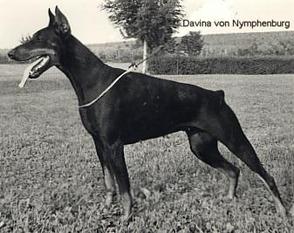 Divina von Nymphenburg Divina von Nymphenburg