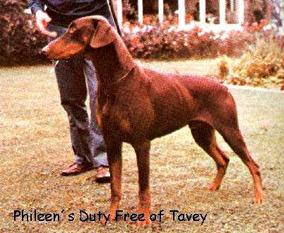 Phileen Duty Free of Tavey Phileen Duty Free of Tavey