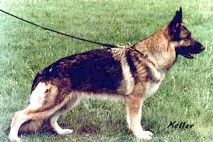 Ursa von Arlett Ursa von Arlett