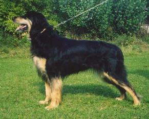 Chefka von der Reustadt Chefka von der Reustadt