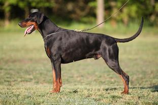 Murphy (JR 703064) Murphy (JR 703064)