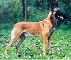 Ares vom schnellen Fuchs Ares vom schnellen Fuchs