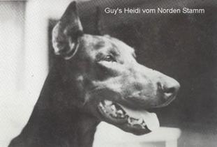 Guy´s Heidi vom Norden Stamm Guy´s Heidi vom Norden Stamm