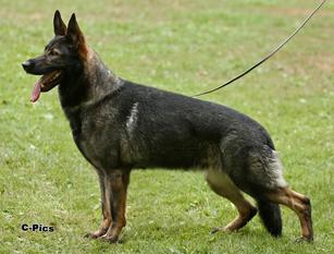 Armanie vom schwarzen Baghiro Armanie vom schwarzen Baghiro