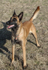 dog image background