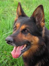 Baxter von der Eichholzbahn Baxter von der Eichholzbahn