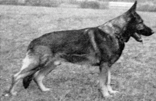 Edo von der Helgenhöhe Edo von der Helgenhöhe