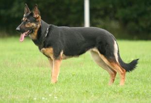 Onka van de Wolferskroon Onka van de Wolferskroon