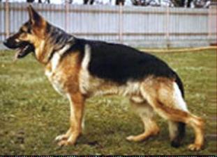 Nick von der Wienerau Nick von der Wienerau