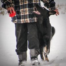 Hoope vom Wolfsblut Hoope vom Wolfsblut