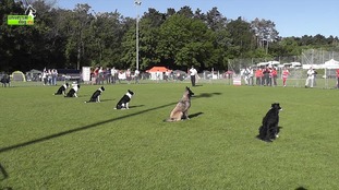 Chance du Musher Chance du Musher