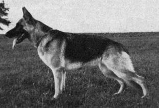 Wala von der Sturmwolke Wala von der Sturmwolke