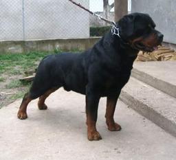 Marschall Se Ungo-Rot Marschall Se Ungo-Rot