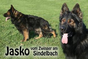 Jasko vom Zwinger am Sindelbach Jasko vom Zwinger am Sindelbach