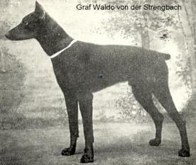 Graf Waldo von der Strengbach Graf Waldo von der Strengbach