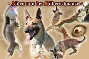 Aiden von der Silberschnauze Aiden von der Silberschnauze