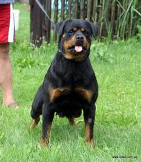 Xena vom Kressbach Xena vom Kressbach