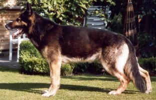 Buster von der schwarzen Domaine Buster von der schwarzen Domaine