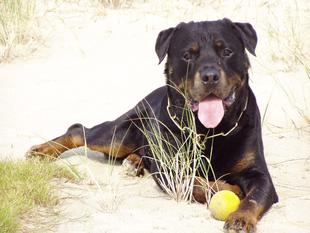 Rocco von Wölpinghausen Rocco von Wölpinghausen