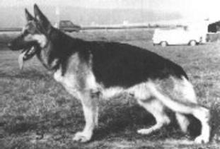Harko von der Bayernwaldperle Harko von der Bayernwaldperle