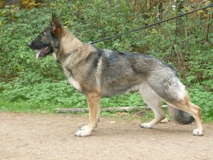 Cara v.d. Jilles Hoeve Cara v.d. Jilles Hoeve