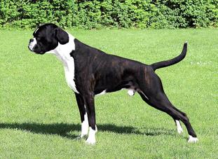 Rocco-Barocco von Fausto Rocco-Barocco von Fausto
