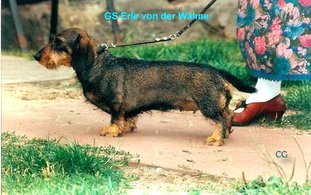 Erle von der Walme Erle von der Walme