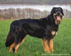Daika von Waldems Daika von Waldems