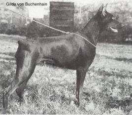 Gilda vom Buchenhain Gilda vom Buchenhain