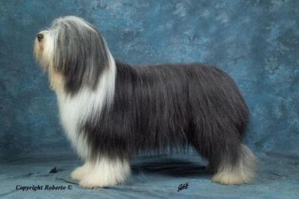 Quirynjo black von der Glücksalm Quirynjo black von der Glücksalm