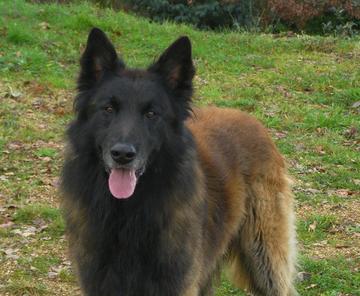 Thor du Domaine de la Jurence Thor du Domaine de la Jurence