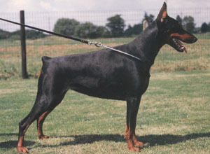 Rani van de Donauhoeve Rani van de Donauhoeve