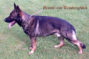 Henrik vom Weinbergblick Henrik vom Weinbergblick