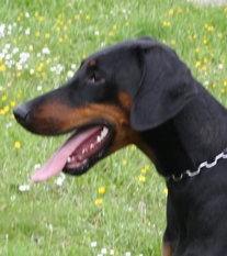 Grace vom Hellerwald Grace vom Hellerwald
