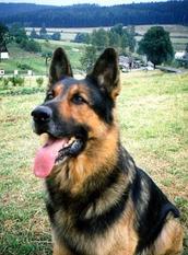 Astor vom Waldidyll Astor vom Waldidyll