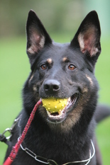 Asti vom Hundehager Asti vom Hundehager