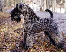 Shyloch Excalibur Shyloch Excalibur