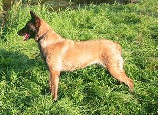 Brenda vom schnellen Fuchs Brenda vom schnellen Fuchs