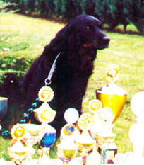 Daffy vom Kloster Rohrbach Daffy vom Kloster Rohrbach