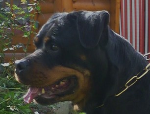 Hera von der Crossener Ranch Hera von der Crossener Ranch